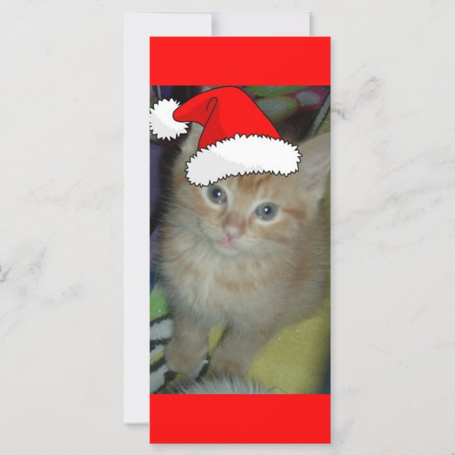 Julens Orange Tabby Kitten (Framsida)