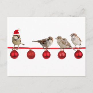 Julfågelsparrows Helg Vykort