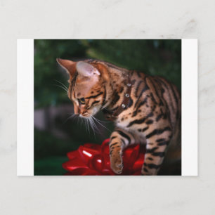 Julfoto Kattunge (Domestic Bengal Cat) Helg Vykort