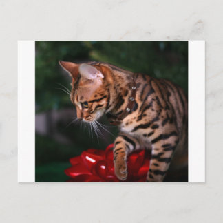 Julfoto Kattunge (Domestic Bengal Cat) Helg Vykort