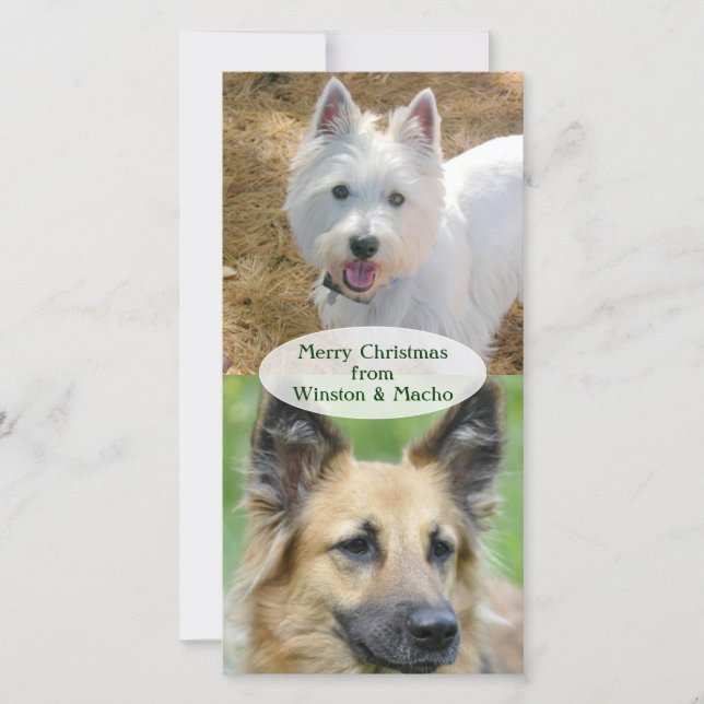 Julfoto-kort från Hundar Julkort (Framsida)