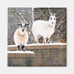 Julgetter Magnet