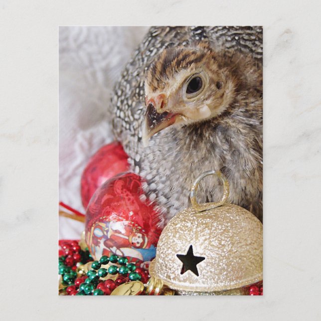 JulGuinea Helg Vykort (Framsida)