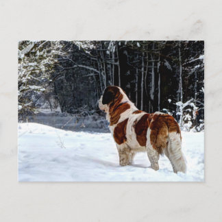 Julhälsning med Sankt Bernhard snöfoto Helg Vykort