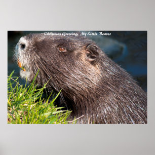 Julhälsningar LMin lilla bäver Poster