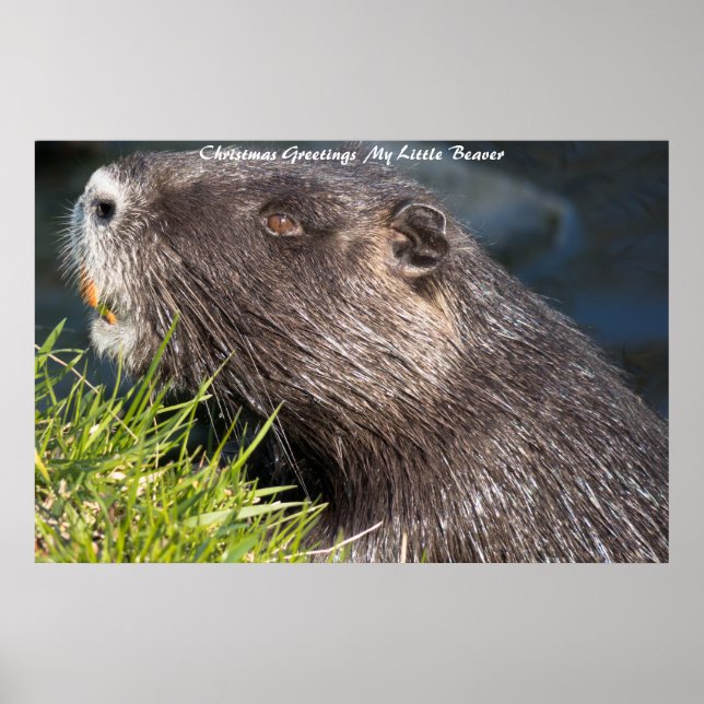 Julhälsningar LMin lilla bäver Poster (Framsidan)