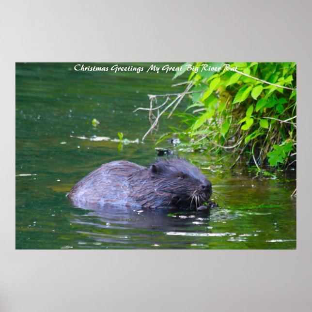 Julhälsningar min flod Råtta Poster (Framsidan)