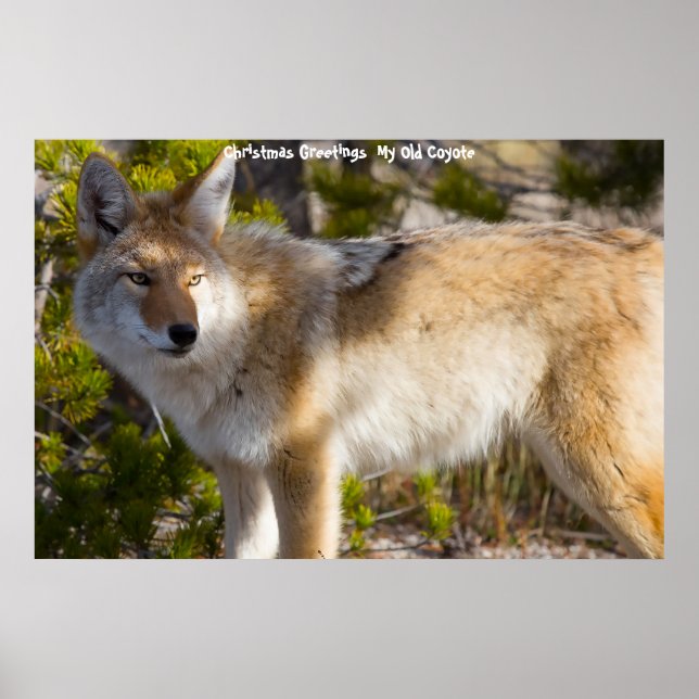 Julhälsningar min gamla Coyote Poster (Framsidan)
