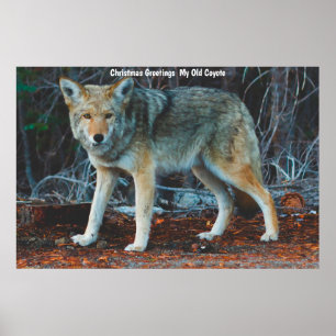 Julhälsningar min gamla Coyote Poster