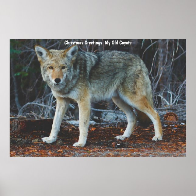 Julhälsningar min gamla Coyote Poster (Framsidan)