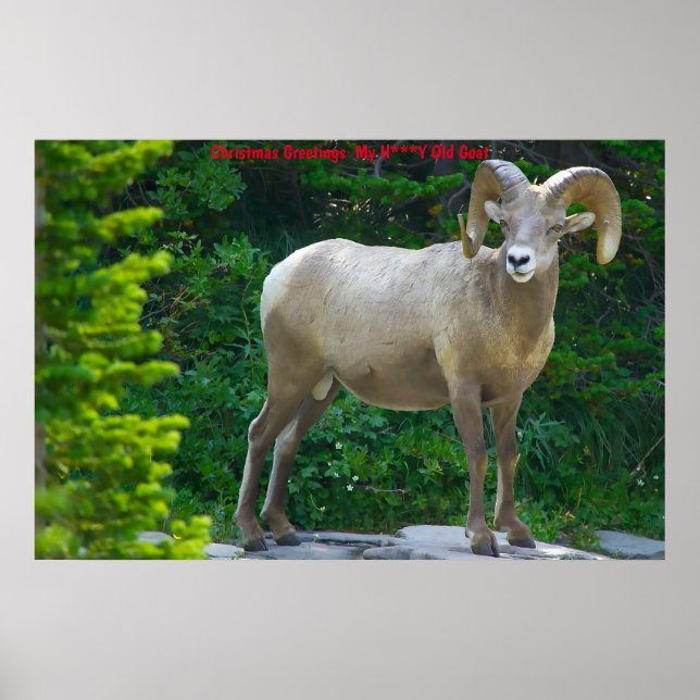 Julhälsningar Min honungsget Poster (Framsidan)