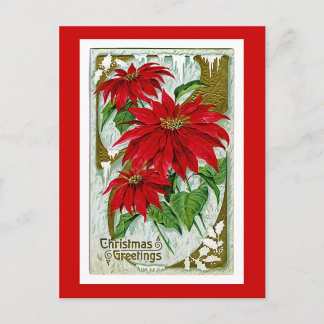 Julhälsningar Pointsettia Helg Vykort (Framsida)