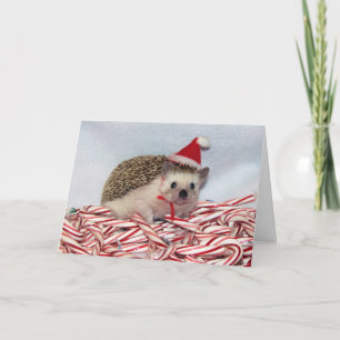 JulHedgie kort