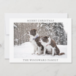 Julhundfoto Snö Julfirande Julkort