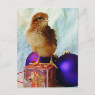 Juli Chick 2 Helg Vykort