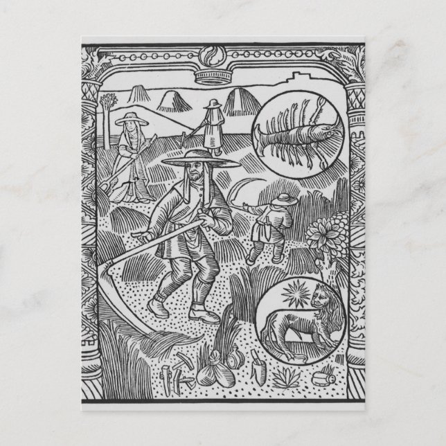 Juli, hösverk, cancer vykort (Framsida)