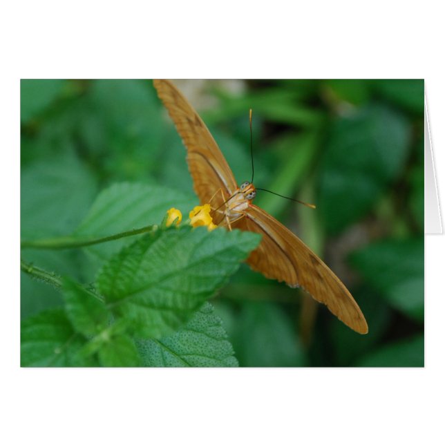 Julia Butterfly Hälsningskort (Framsidan Horizontal)