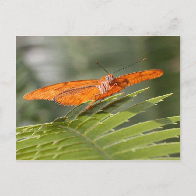 Julia butterfly på vykort från löv (Framsida)