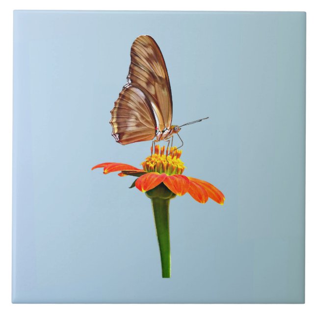 Julia Butterfly på Zinnia Kakelplatta (Framsidan)