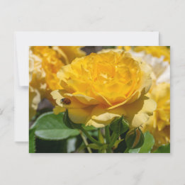 Julia Child Ro Vykort