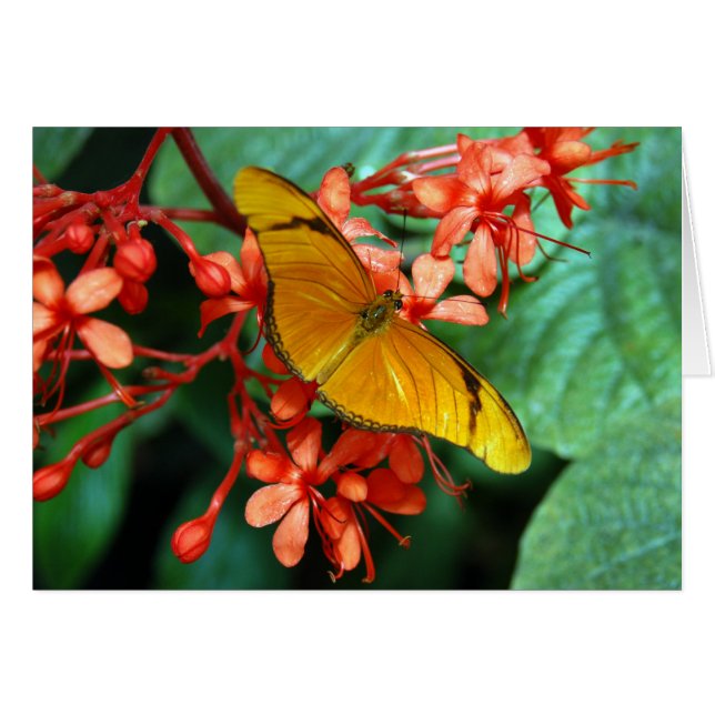 Julia fjäril hälsningskort (Framsidan Horizontal)