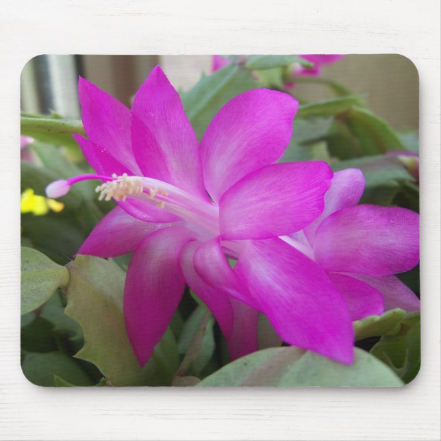 Julkaktus-blomma Musmatta (Framsidan)