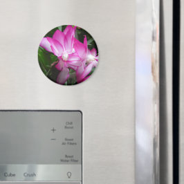 Julkaktus Blommor Magnet