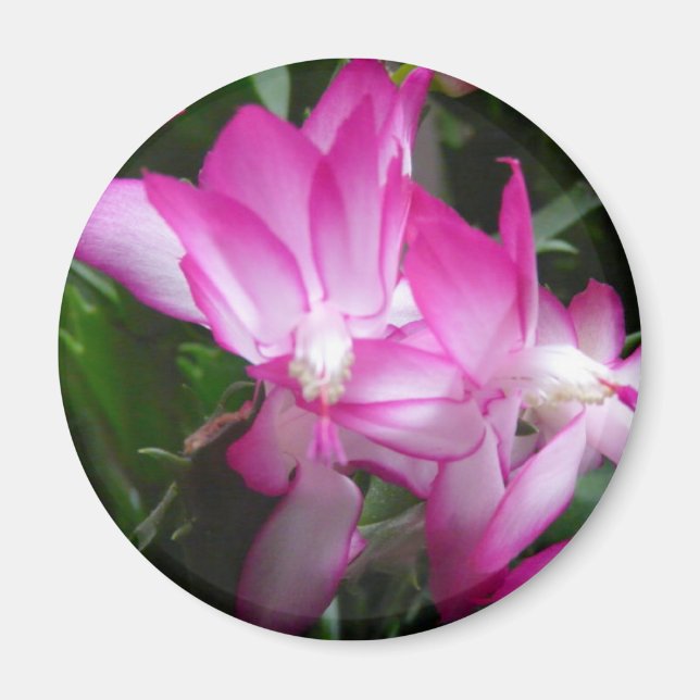 Julkaktus Blommor Magnet (Framsidan)