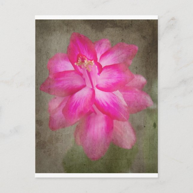 Julkaktus Helg Vykort (Framsida)