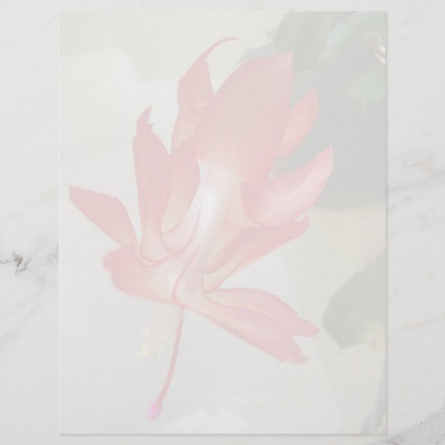 Julkaktus Letterhead (Framsida)