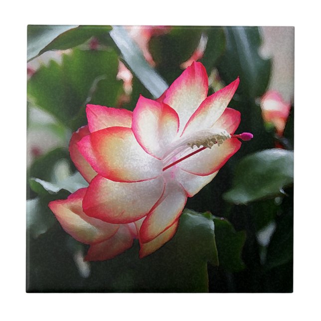 Julkaktus Samba Brazil Kakelplatta (Framsidan)