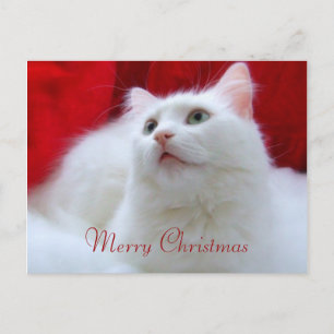Julkatt Helg Vykort