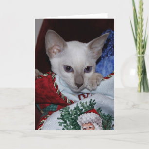 Julkatt - Siamese Lilac Point i lager Helgkort