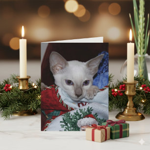 Julkatt - Siamese Lilac Point i lager Helgkort