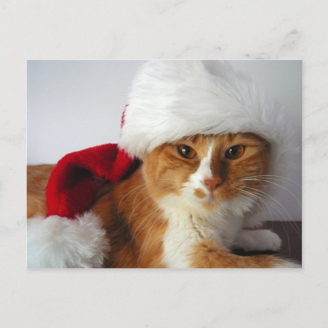 Julkatten i tomteluva vykort (Framsida)