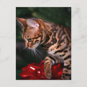 Julkattungefoto (den inhemska Bengal katten) Helg Vykort