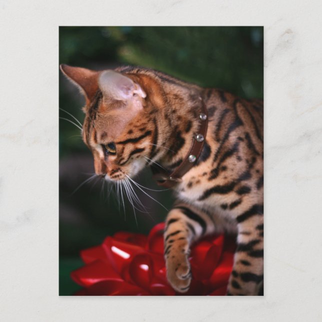 Julkattungefoto (den inhemska Bengal katten) Helg Vykort (Framsida)