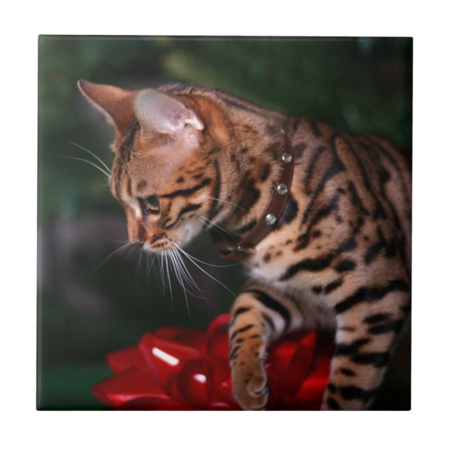 Julkattungefoto (den inhemska Bengal katten) Kakelplatta (Framsidan)