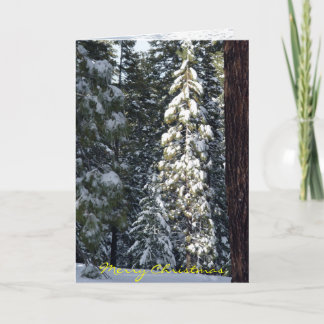 Julkort 2006 helgkort