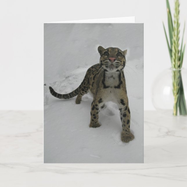 Julkort - Clouded Leopard Helgkort (Framsida)