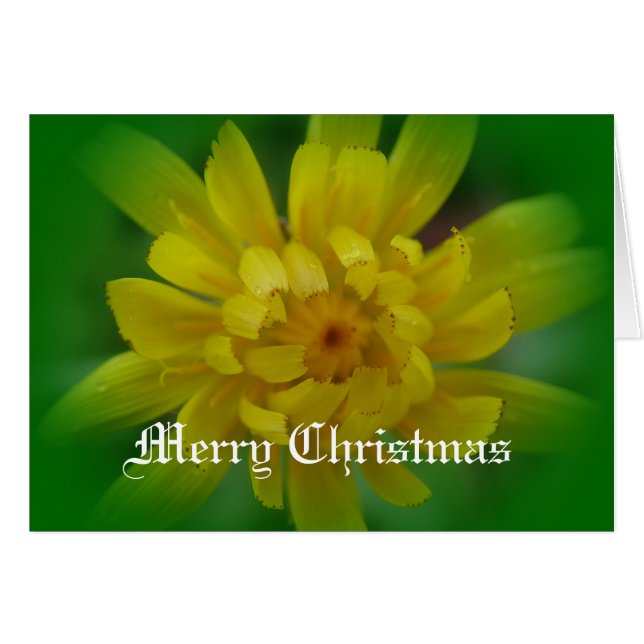 Julkort för gult dandelion-blomman. hälsningskort (Framsidan Horizontal)