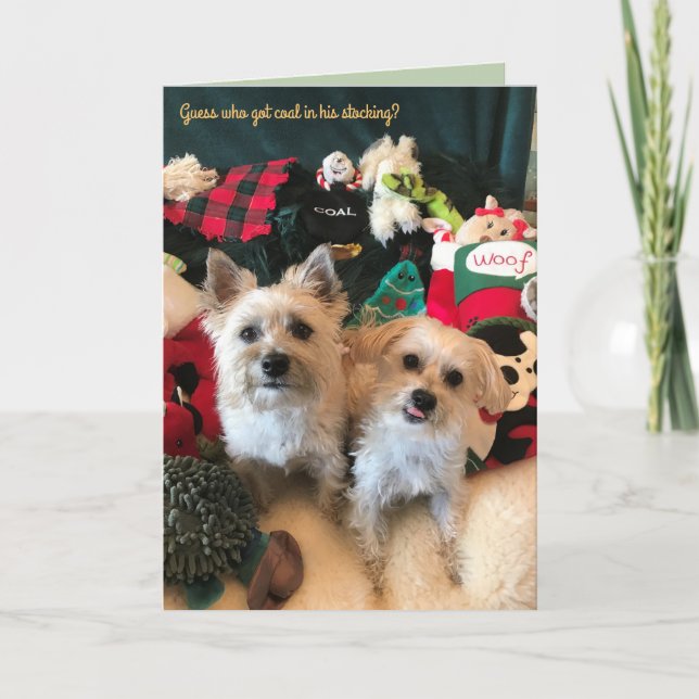 Julkort för koluppsamlare i hund helgkort (Framsida)