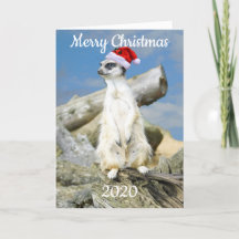 julkort för tomte Meerkat