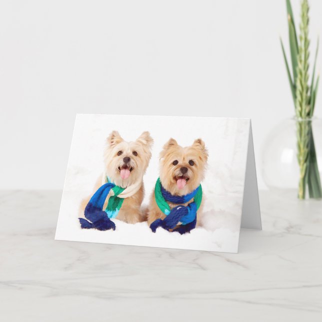 Julkort för två röseTerriers Helgkort (Framsida)