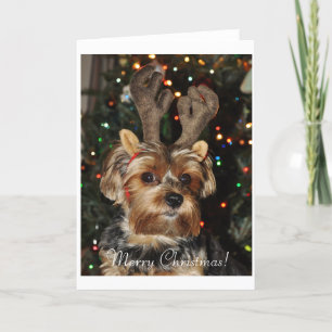 Julkort för Yorkshire Terrier Helgkort
