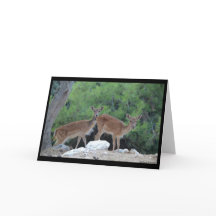 Julkort Hjortar-Greeting Card Deer