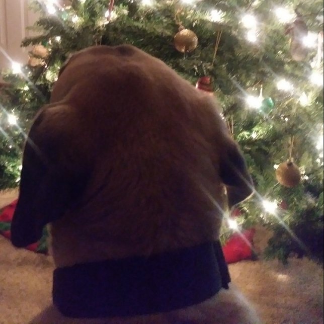 Julkort Inbjudningar (Skapare uppladdad)