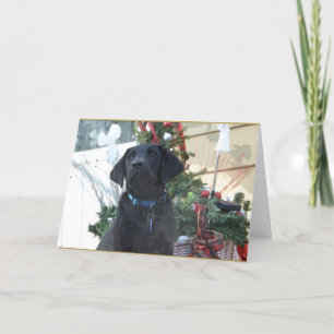Julkort ~ Labrador Retriever Helgkort