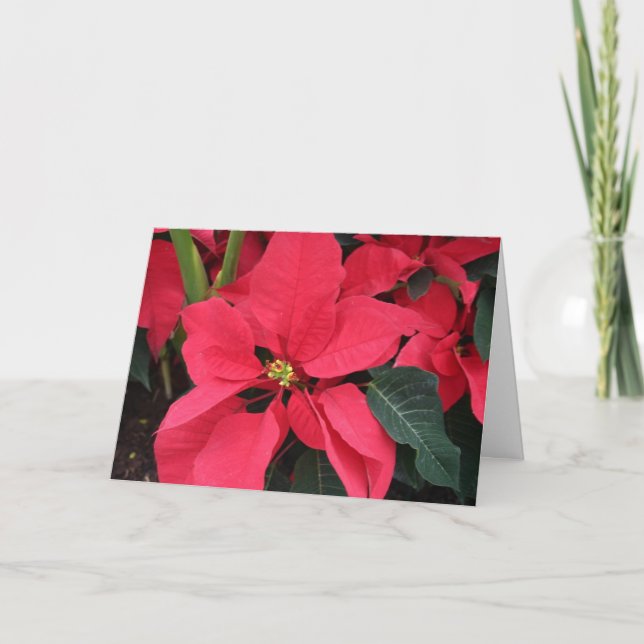Julkort med Bright Red Poinsettia Helgkort (Framsida)