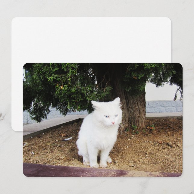 Julkort med katt som bajsar (Fram/baksida)